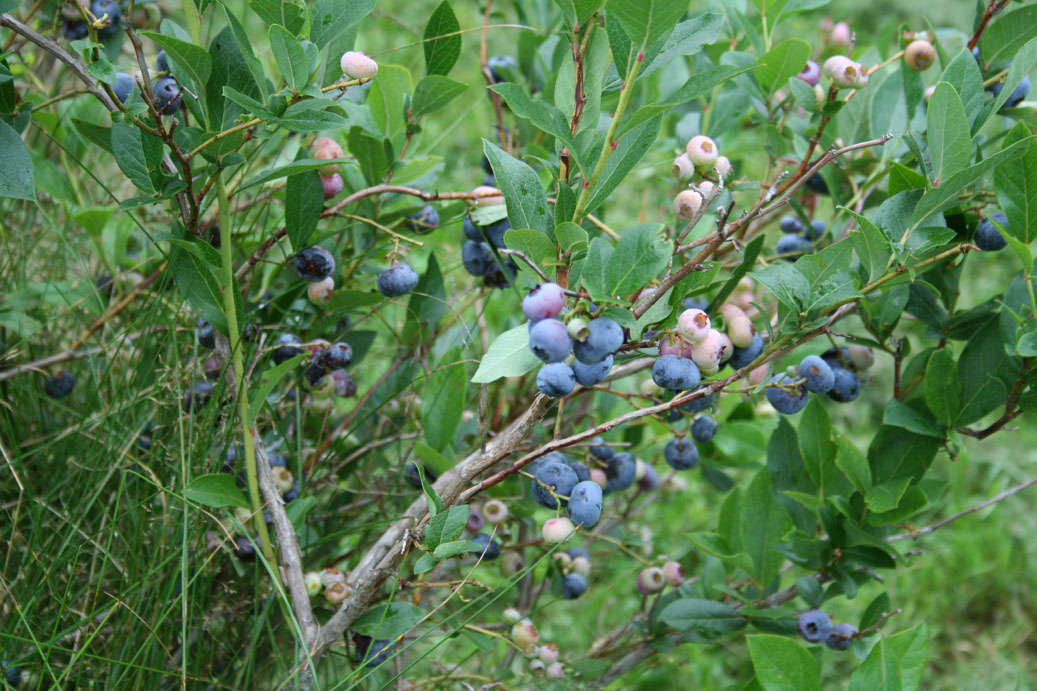 Blueberries