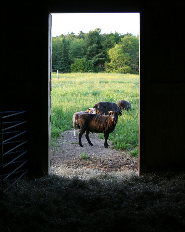 Sheep and pasture