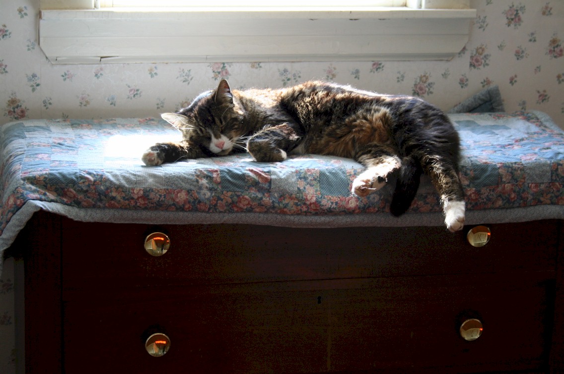 Spring sunshine