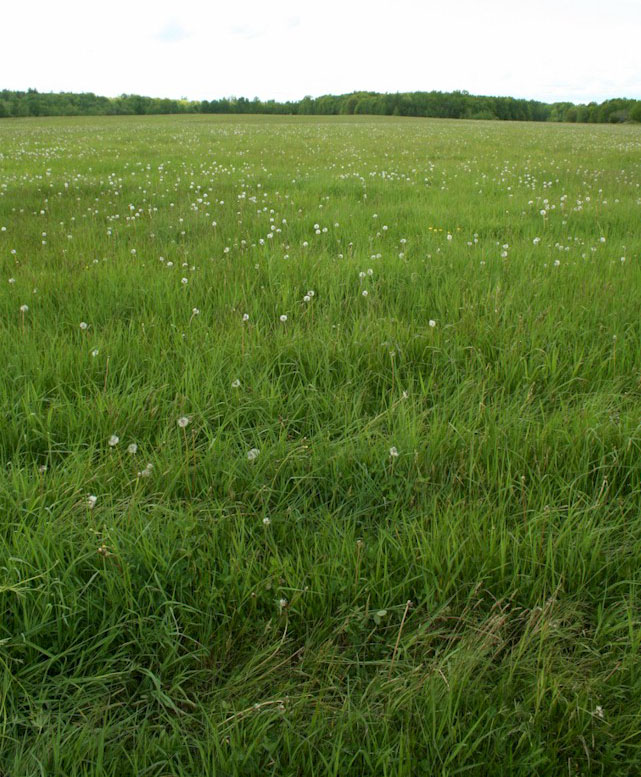 Hay growing