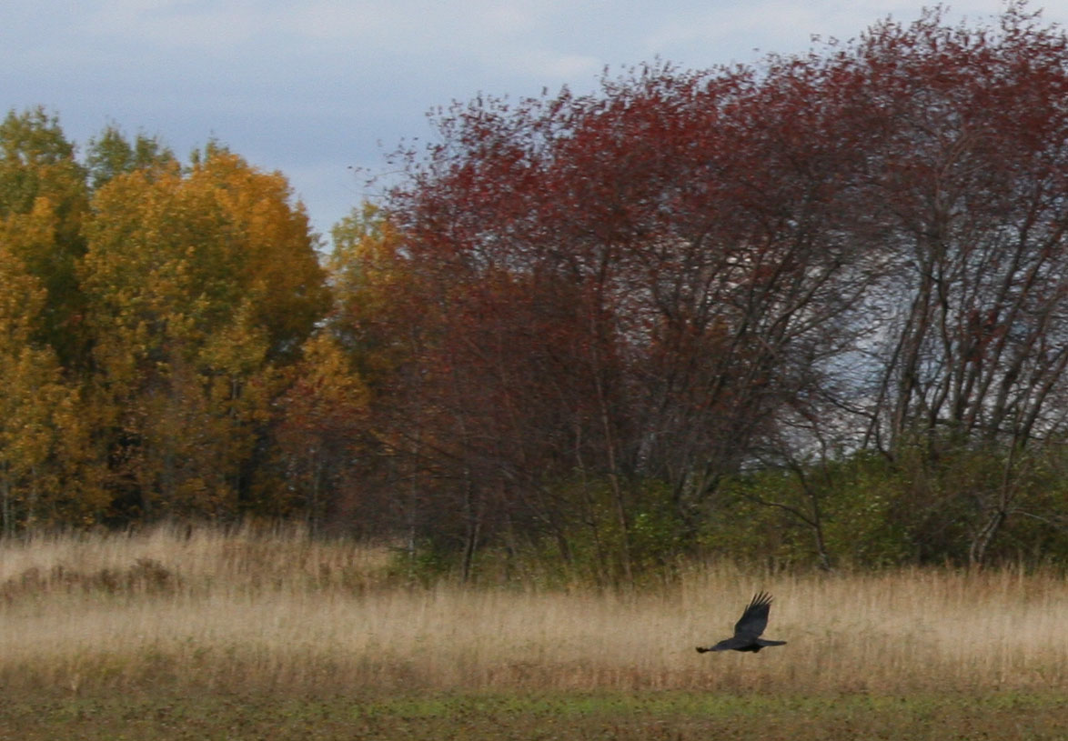 bird passing edge of Rock Island