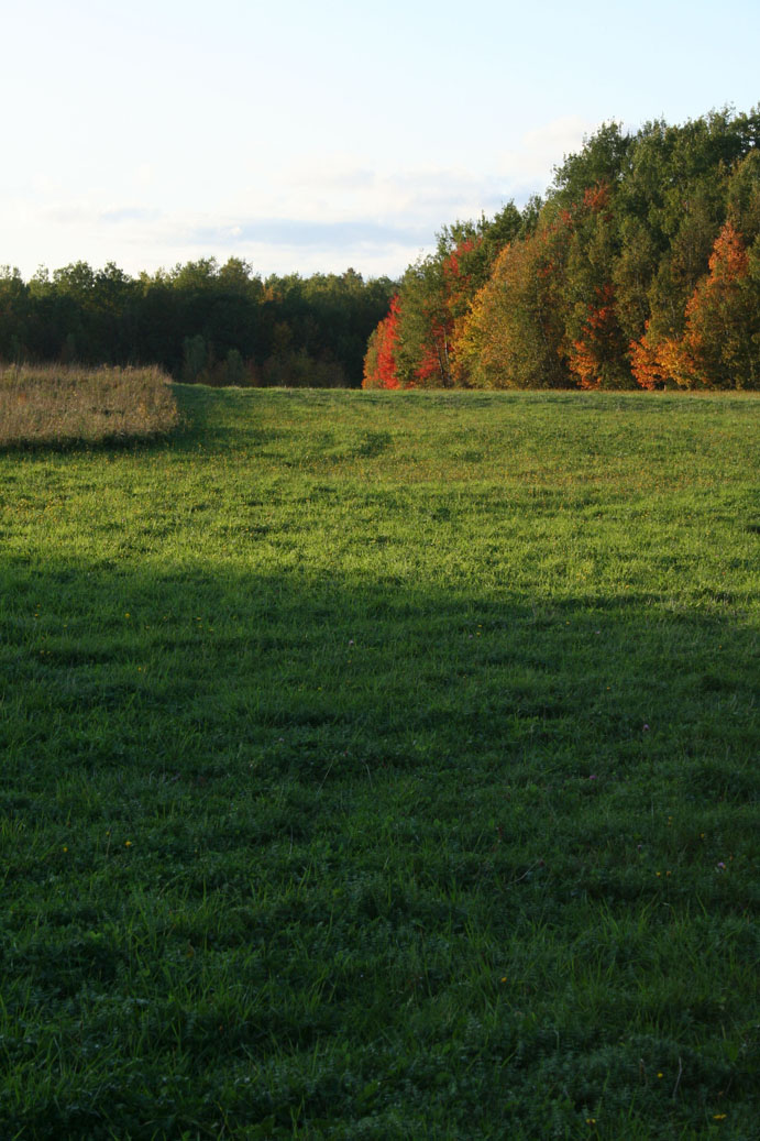 Hayfield and woods