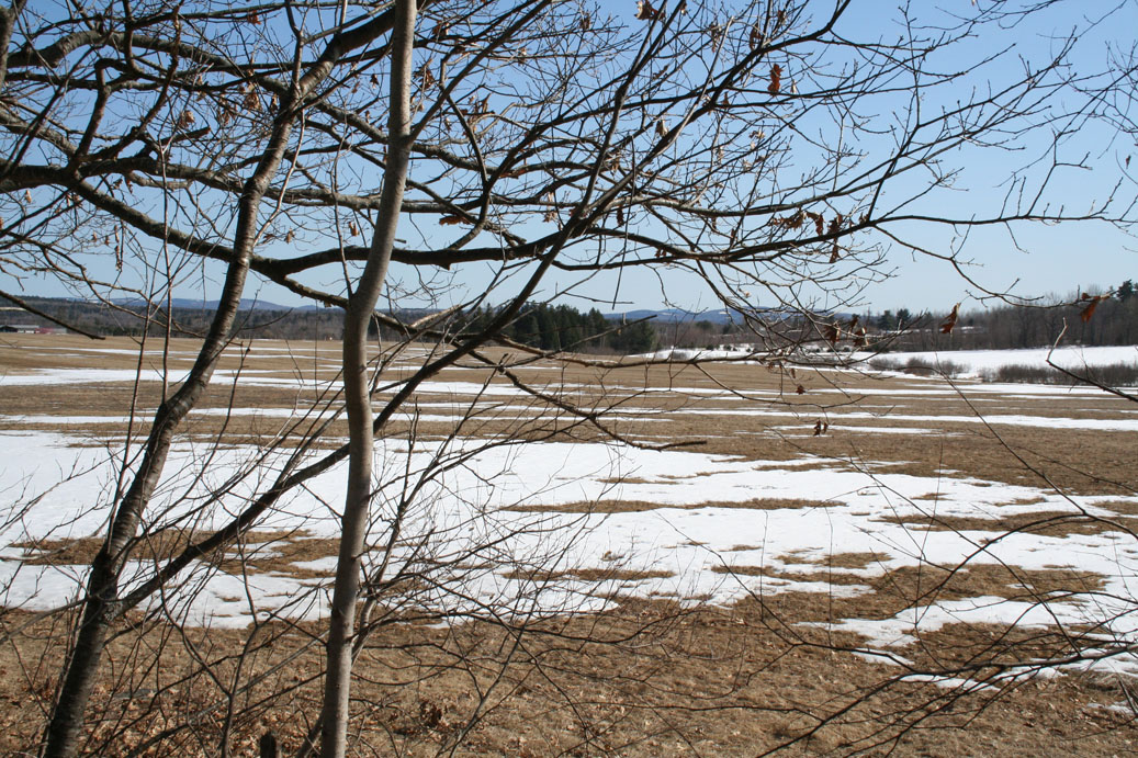 Hayfield in early Spring