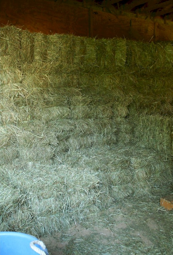 hay