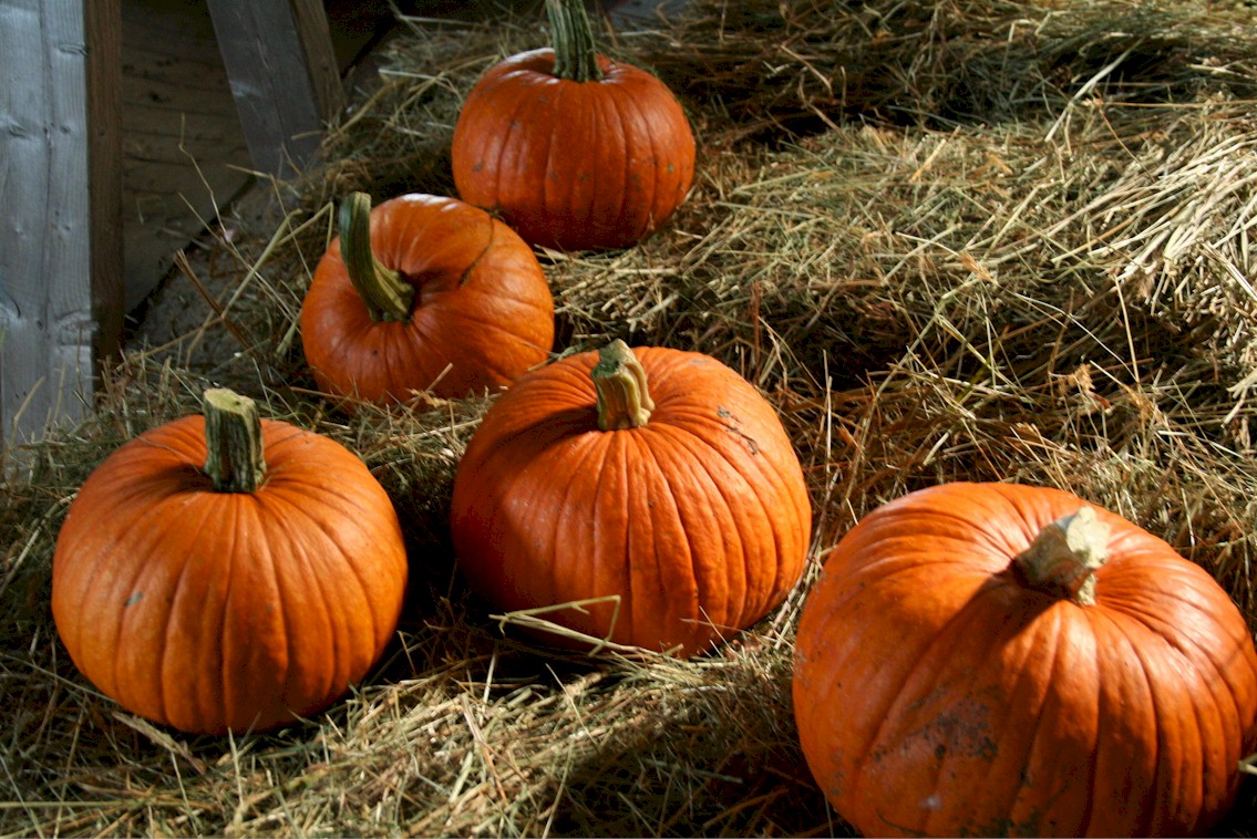 Early pumpkins