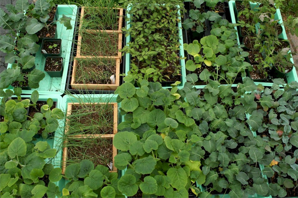 Rainy Spring late seedlings